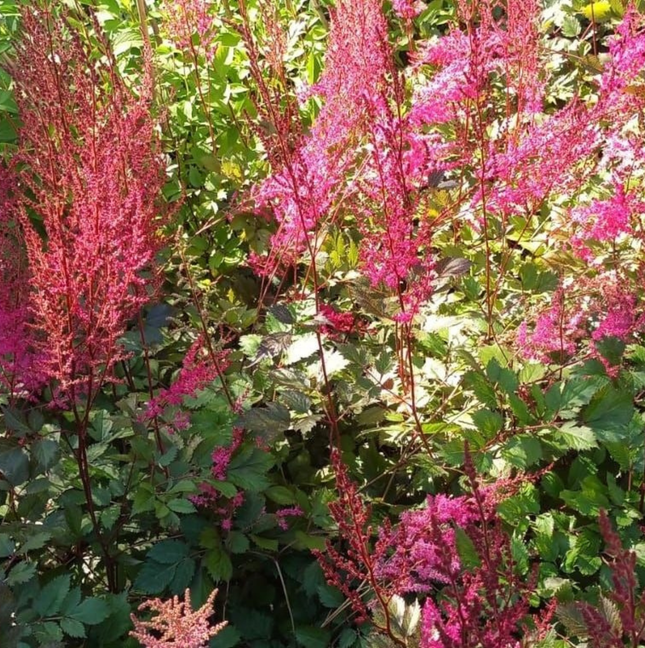 Astilbe con inflorescencias plumosas para jardines sombreados