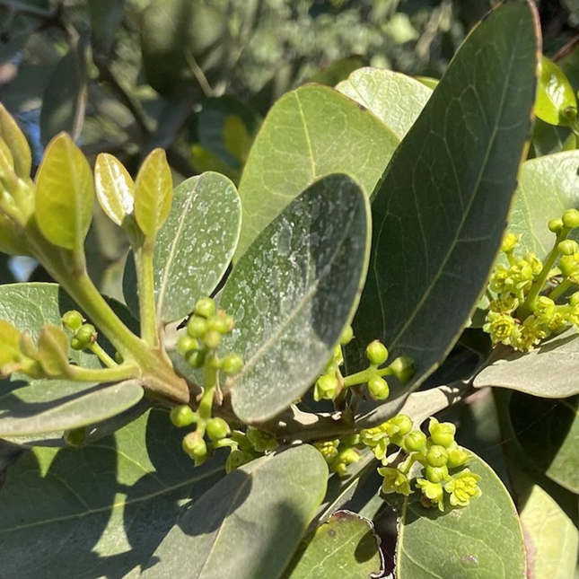 Belloto del Sur, Mediano Plus (M17)| Gardekin.com