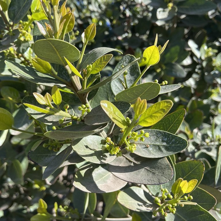 Belloto del Sur, Mediano Plus (M17)| Gardekin.com