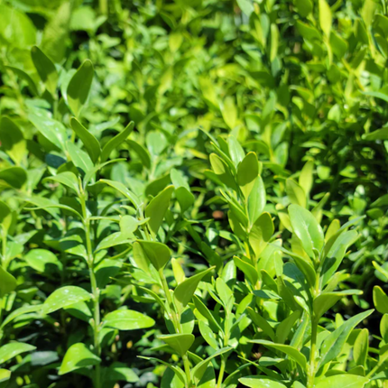 Buxus (Boj), Mediano Plus (M24) | Gardekin.com