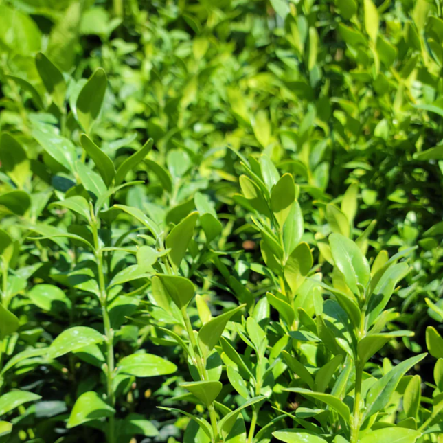 Buxus (Boj), Mediano Plus (M24) | Gardekin.com