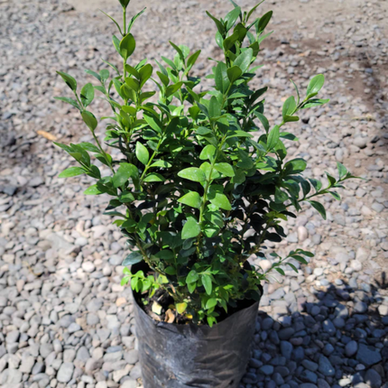 Buxus (Boj), Mediano Plus (M24) | Gardekin.com