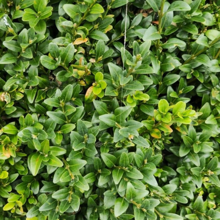 Buxus (Boj), Mediano Plus (M24) | Gardekin.com