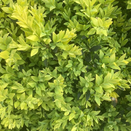 Buxus (Boj), Mediano Plus (M24) | Gardekin.com