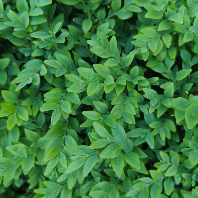 Buxus (Boj), Mediano Plus (M24) | Gardekin.com