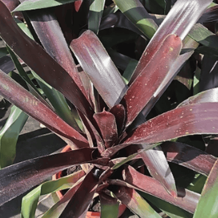 Bromelia Neoregelia Royal Burgundy con centro color vino intenso