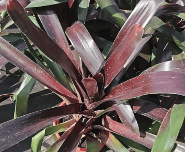 Bromelia Neoregelia Royal Burgundy con centro color vino intenso