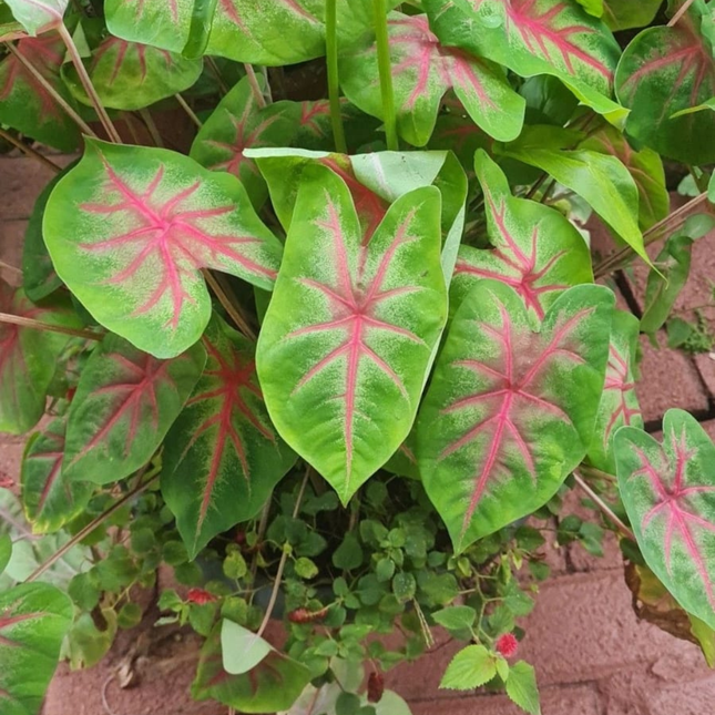 Caladium; Pequeño (M10)  | Gardekin Chile