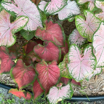 Caladium; Pequeño (M10)  | Gardekin Chile
