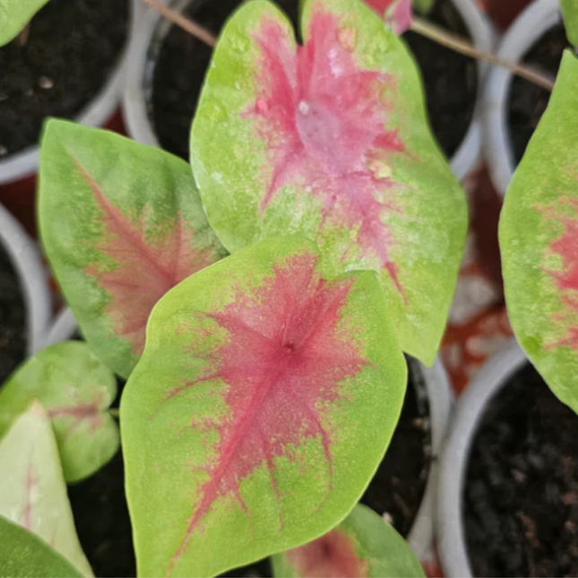 Planta Caladium con hojas de colores vibrantes y nervaduras marcadas
