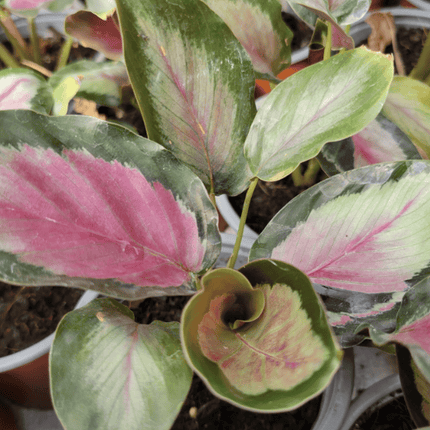 Calathea White Cloud con patrones rosados y blancos en las hojas