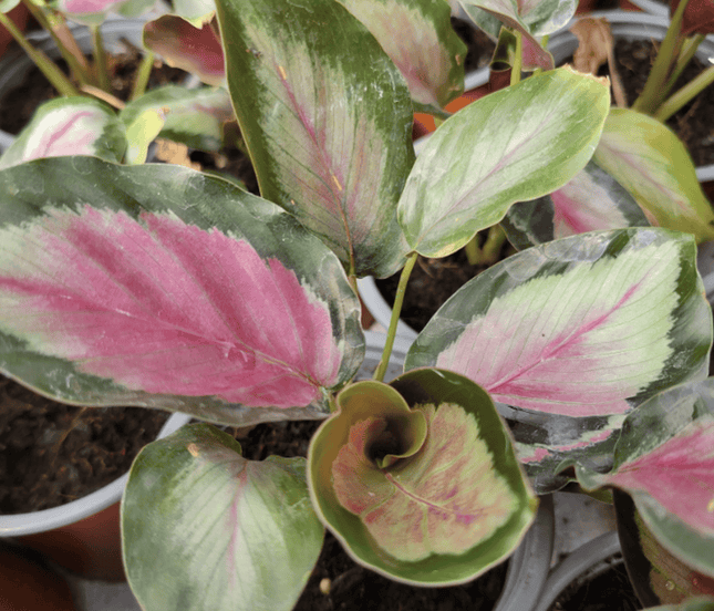 Calathea White Cloud con patrones rosados y blancos en las hojas