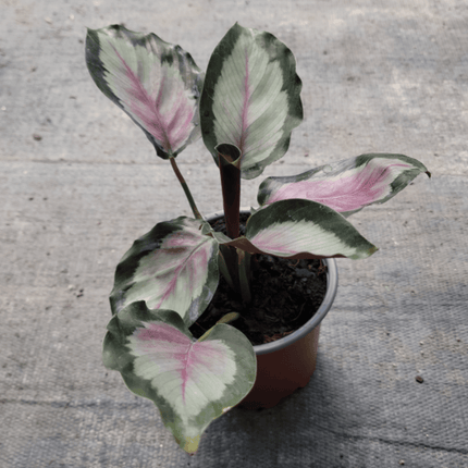 Calatea Rosa - Calathea Roseopicta White Cloud | Vegago Chile
Success
2