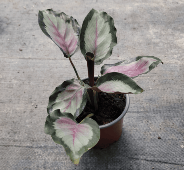 Calatea Rosa - Calathea Roseopicta White Cloud | Vegago Chile
Success
2