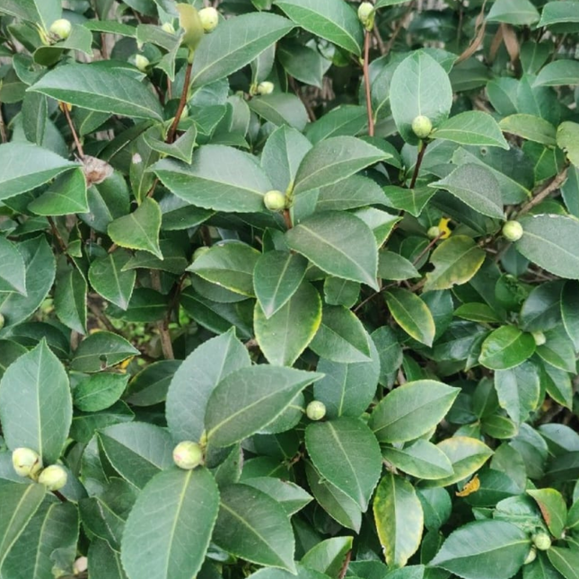 Camelia, Grande (M25) | Gardekin.com