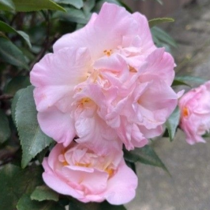 Camelia, Grande (M25) | Gardekin.com