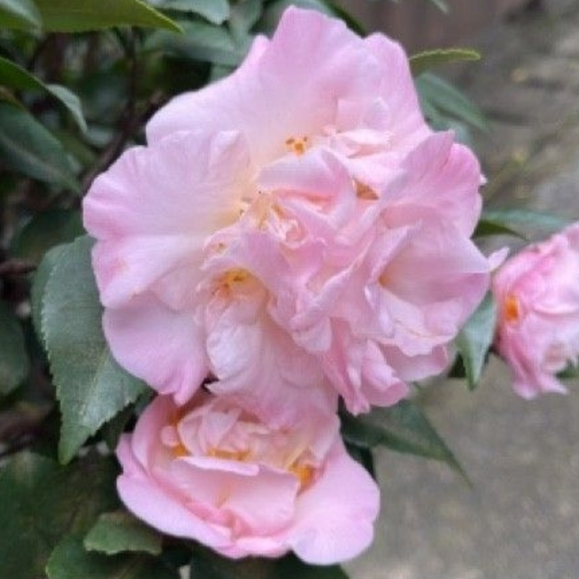 Camelia, Grande (M25) | Gardekin.com
