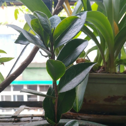 Camelia, Grande (M25) | Gardekin.com