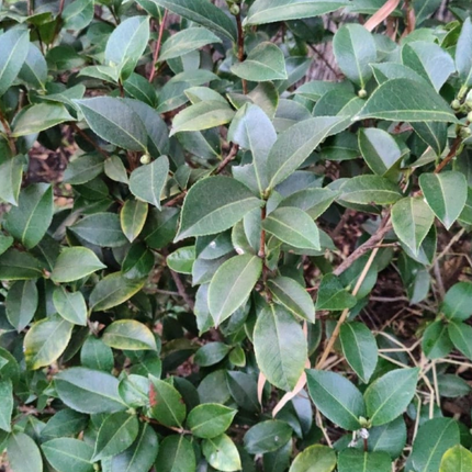 Camelia, Grande (M25) | Gardekin.com