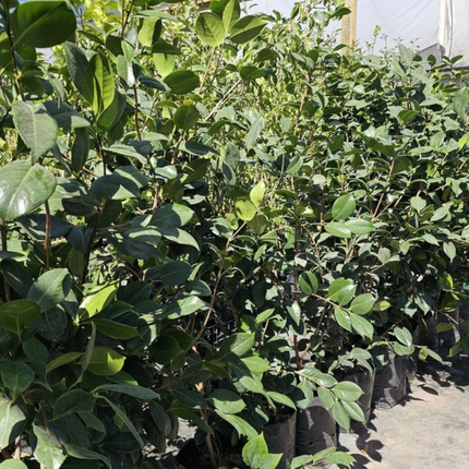 Camelia, Grande (M25) | Gardekin.com