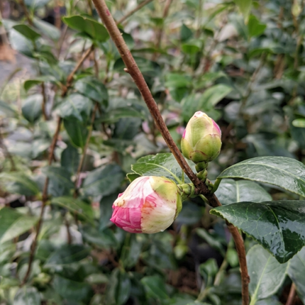Camelia, Grande (M25) | Gardekin.com