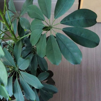 Cheflera, Mediana (M15) | Gardekin.com