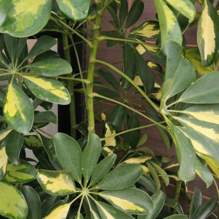 Cheflera, Mediana (M15) | Gardekin.com