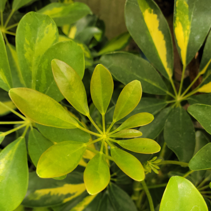Cheflera, Mediana (M15) | Gardekin.com