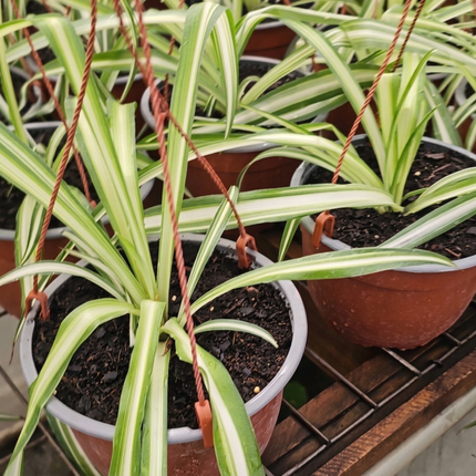 Malamadre Chlorophytum comosum, planta colgante purificadora de aire