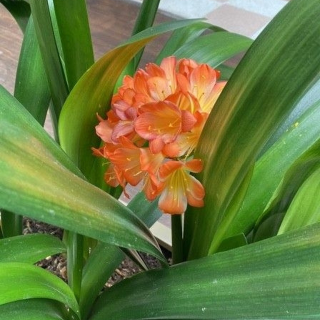 Clivia Clivia miniata, flor naranja vibrante de sombra