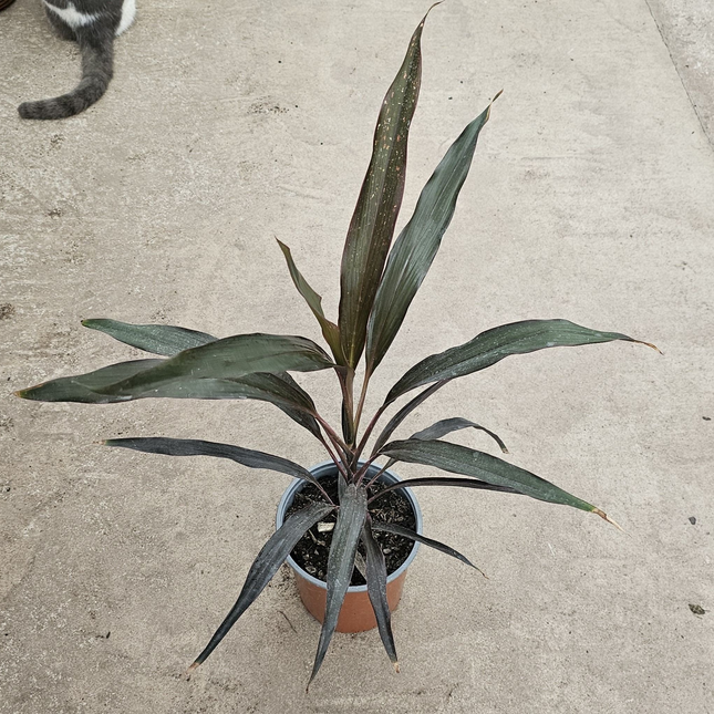 Palma de Carey (Cordilina), Mediana Plus (M17) | Gardekin.com