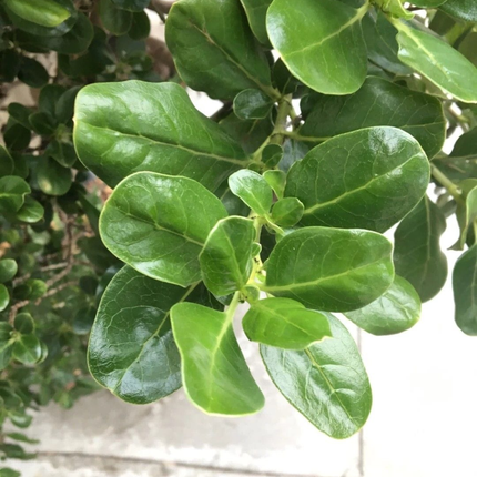 Coprosma verde; Grande (M28)  | Gardekin Chile