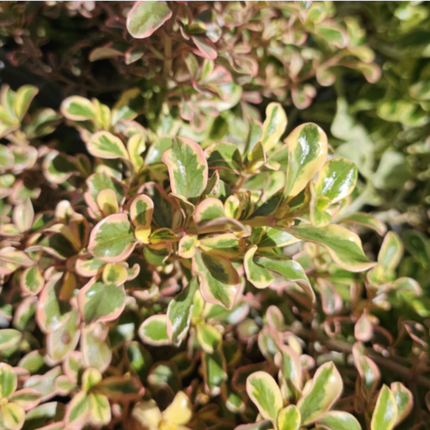 Coprosma rosado con follaje cobrizo brillante para jardín exterior