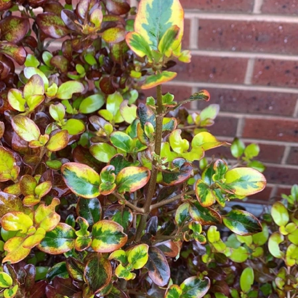Coprosma Rosado, Mediana (M17)  | Gardekin Chile