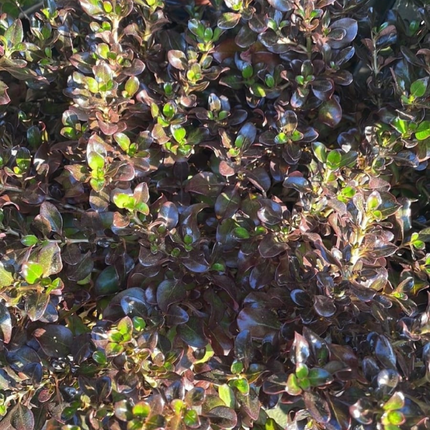 Coprosma Rosado, Mediana (M17)  | Gardekin Chile