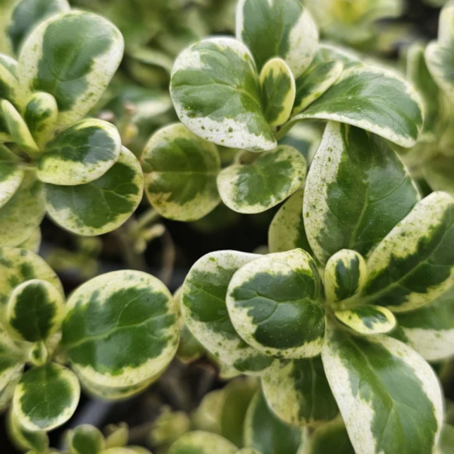 Arbusto Coprosma variegado de hojas brillantes verdes y cremas