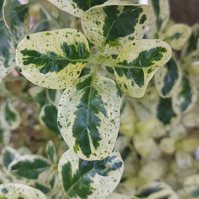 Coprosma Var; Mediana Plus (M17)  | Gardekin Chile