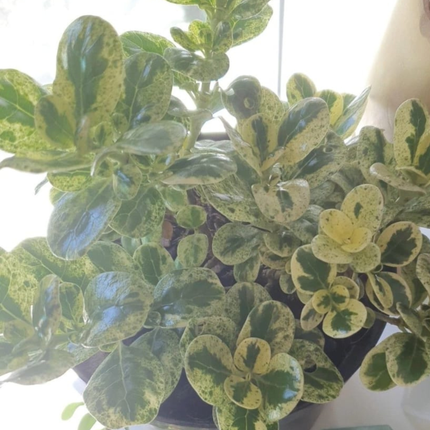 Coprosma Var; Mediana Plus (M17)  | Gardekin Chile