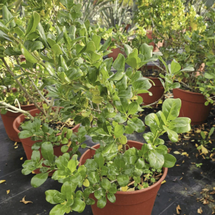 Coprosma verde; Grande (M28)  | Gardekin Chile