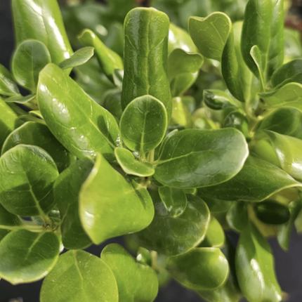 Arbusto Coprosma verde de gran tamaño en formato M28