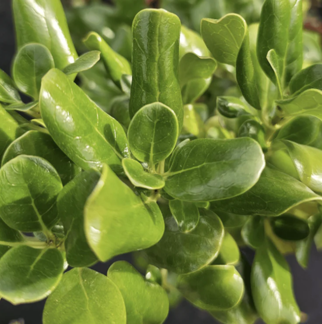 Arbusto Coprosma verde de gran tamaño en formato M28