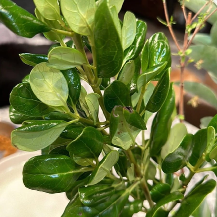Coprosma verde; Grande (M28)  | Gardekin Chile