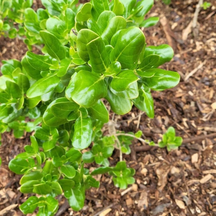 Coprosma verde; Grande (M28)  | Gardekin Chile