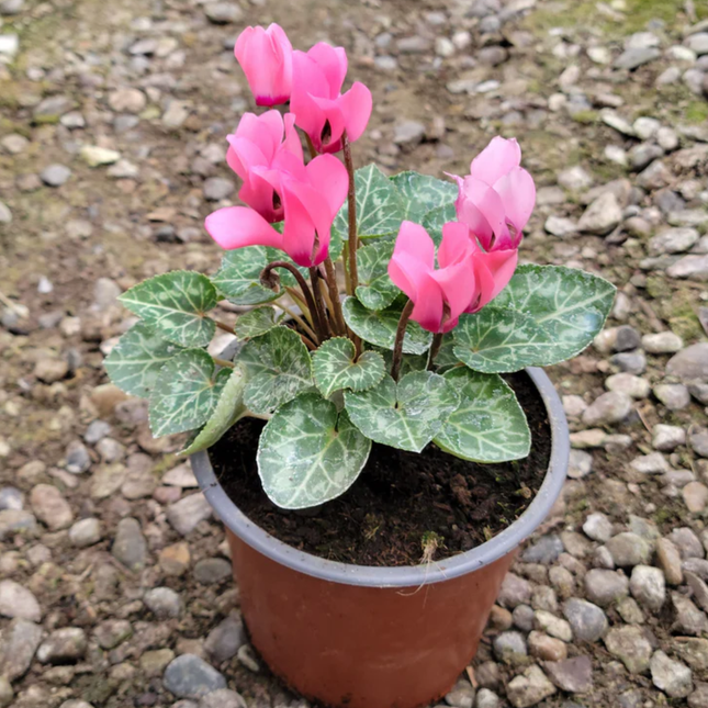 Violeta de Persa (Cyclamen) | Gardekin.com