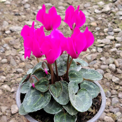 Violeta de Persa (Cyclamen) | Gardekin.com