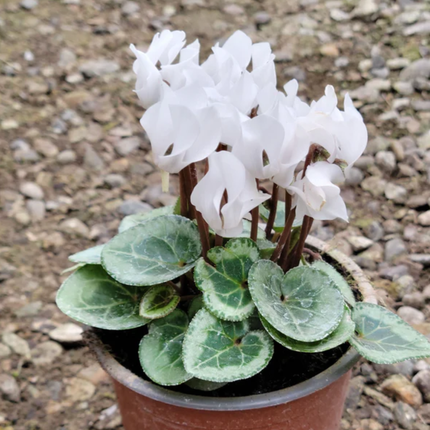 Violeta de Persa (Cyclamen) | Gardekin.com