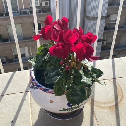 Violeta de Persa (Cyclamen) | Gardekin.com