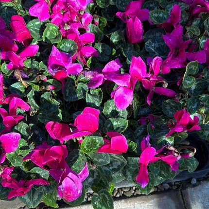 Violeta de Persa (Cyclamen) | Gardekin.com
