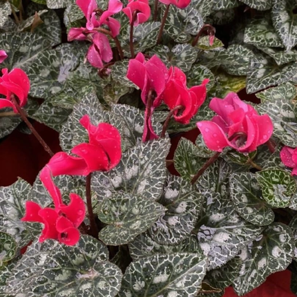 Violeta de Persa (Cyclamen) | Gardekin.com