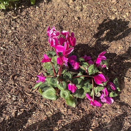 Violeta de Persa (Cyclamen) | Gardekin.com